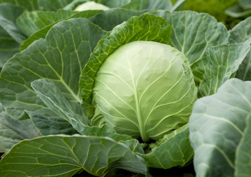 Сорт капусти Ювілейний F1