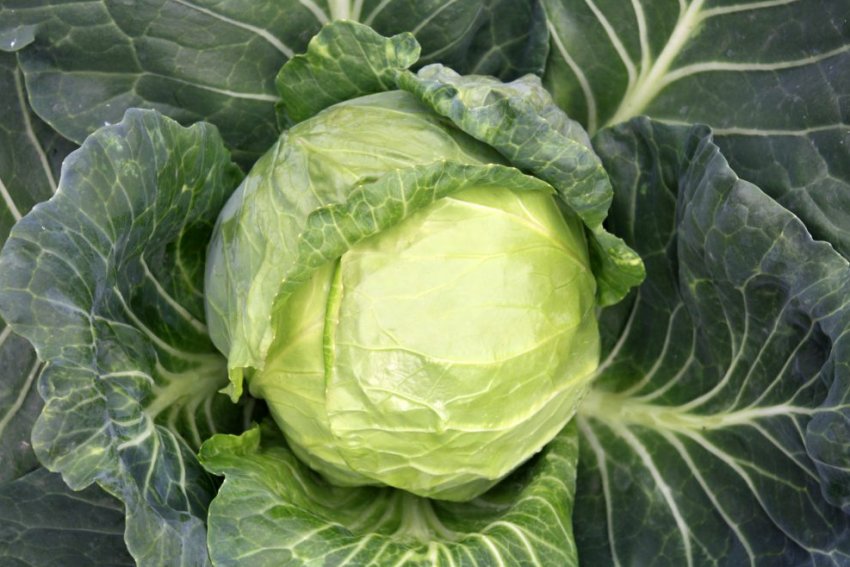Сорт капусти Доброводская