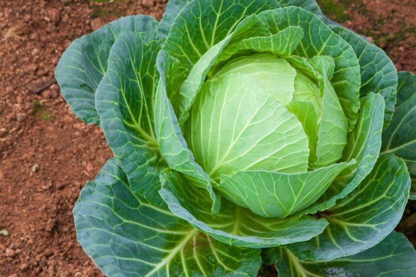 Сорт капусти Білоруська