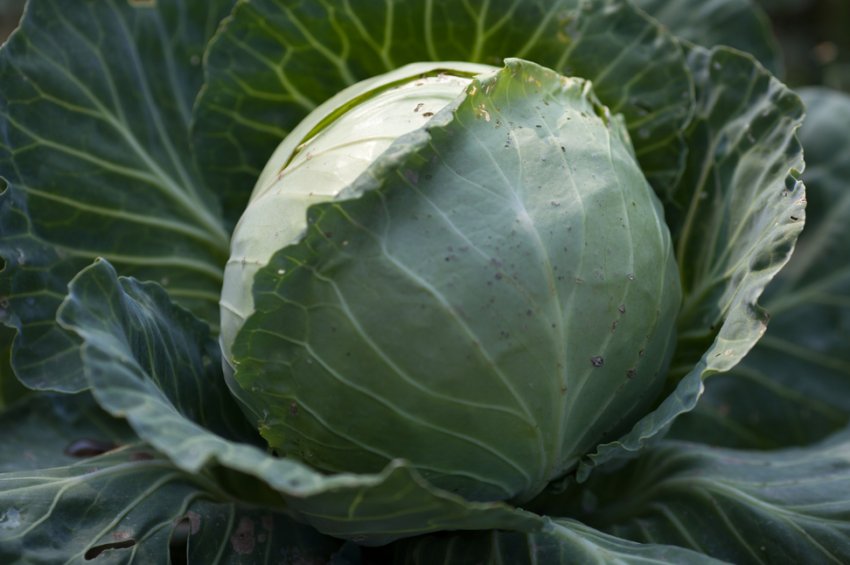 Сорт капусти Тюркиз