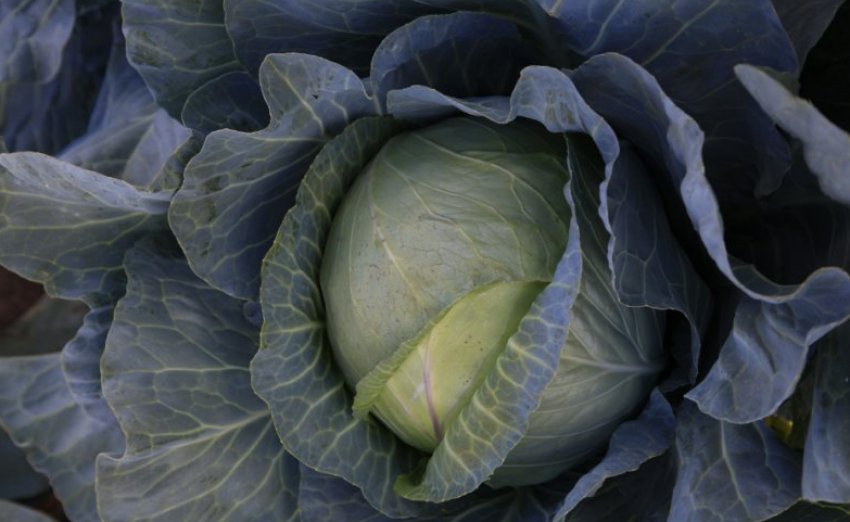 Сорт капусти Женева F1