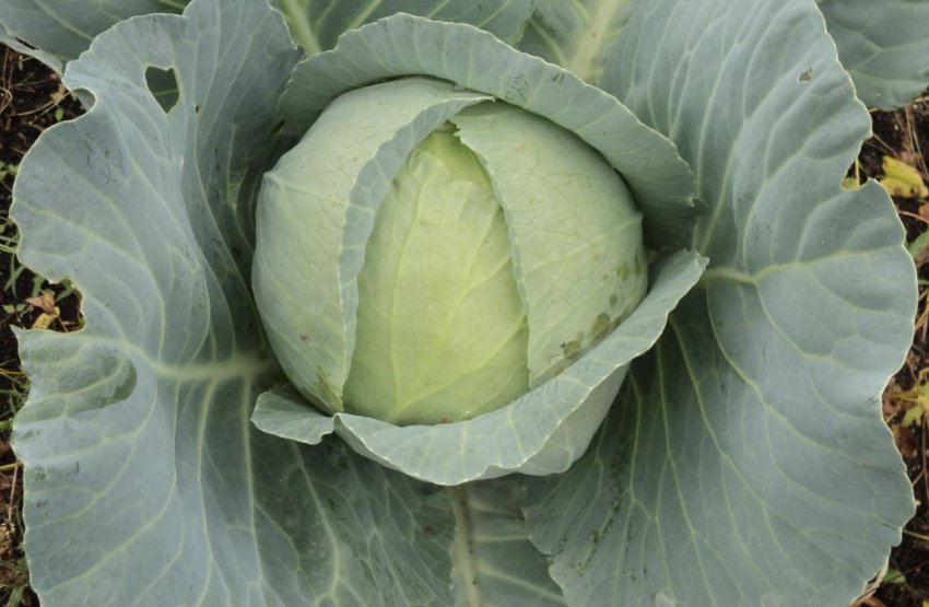 Сорт капусти Амагер