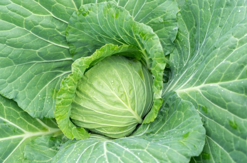 Сорт капусти Білосніжка