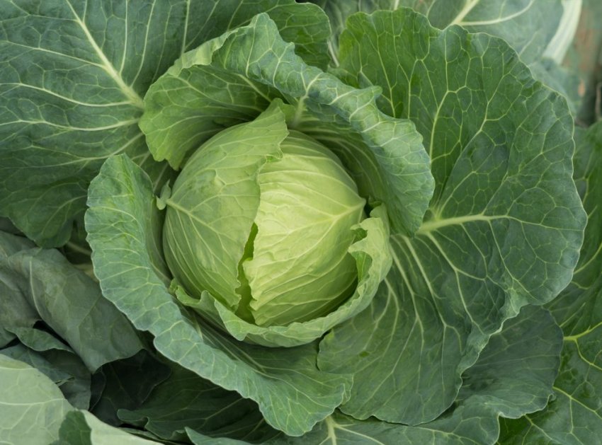 Сорт капусти Московська пізня-15