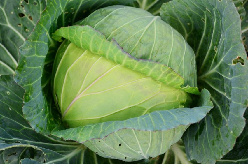 Сорт капусти Колобок