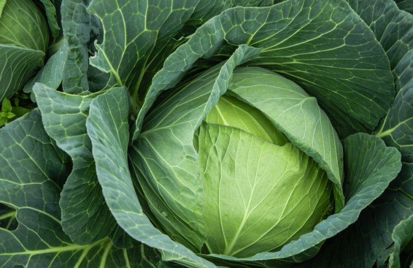 Сорт капусти Менза F1