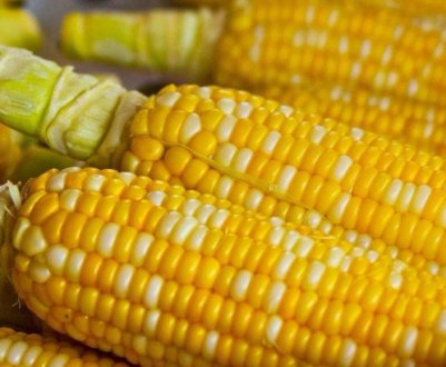 У чому відмінність кормової кукурудзи від харчової