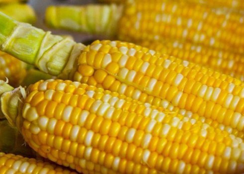 У чому відмінність кормової кукурудзи від харчової