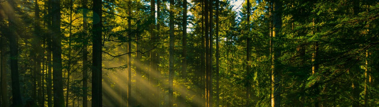 Фермерські угіддя в Росії з'їсть ліс