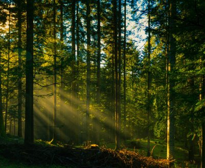 Фермерські угіддя в Росії з'їсть ліс