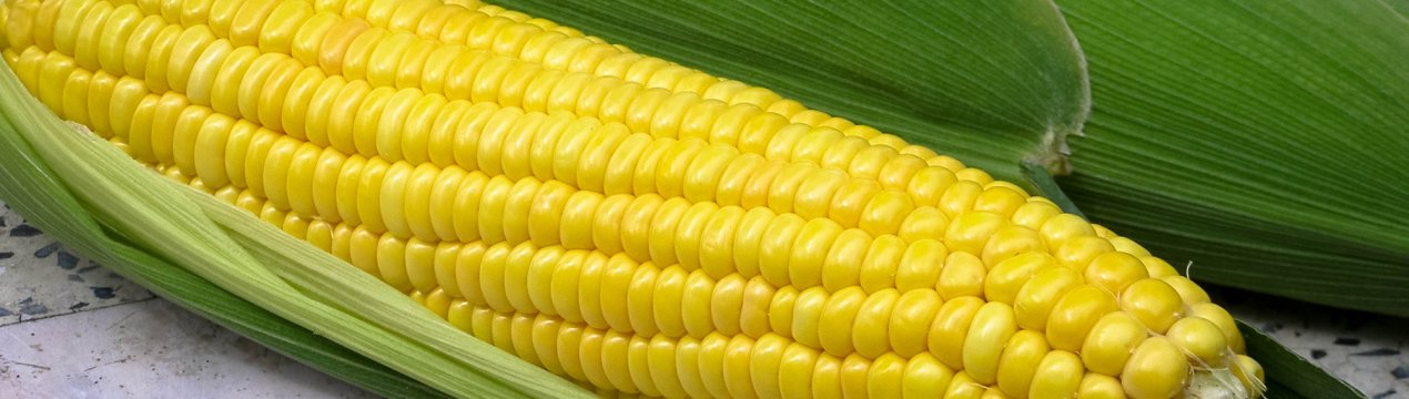 З українських столів зникне вітчизняна кукурудза?