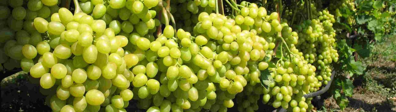 У союз органічного землеробства вступив унікальний виноградар