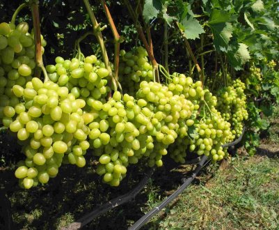 У союз органічного землеробства вступив унікальний виноградар