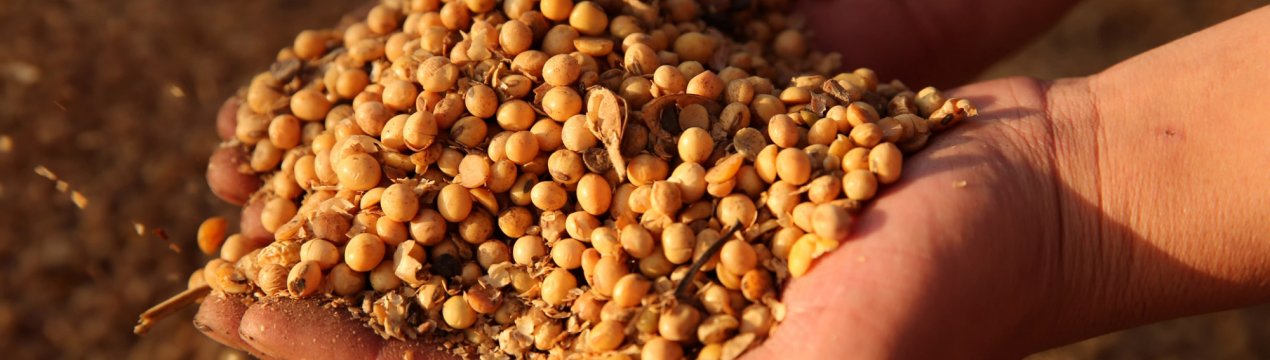 Тамбовська соя виводить економіку Росії на новий рівень