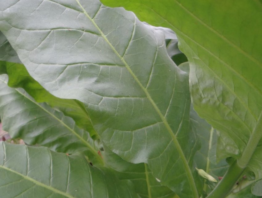 «Вірджинія 202» «Вірджинія 202»