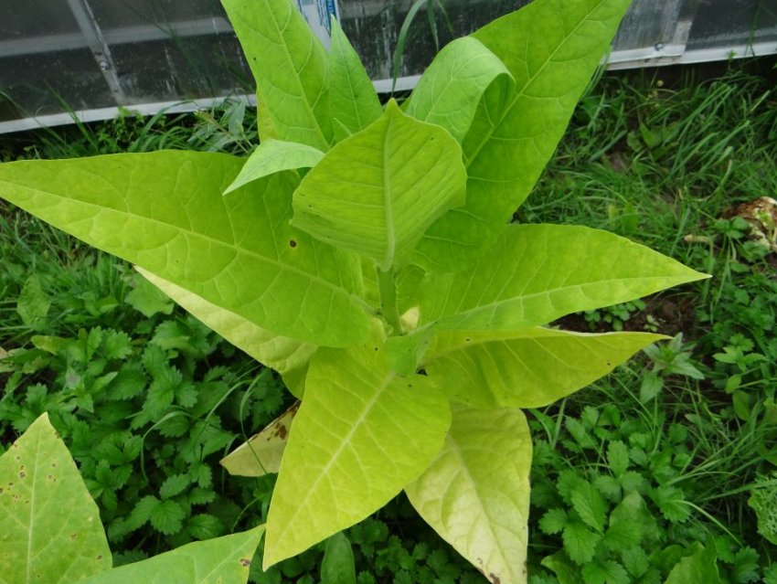 «Трапезонд 92» «Трапезонд 92»