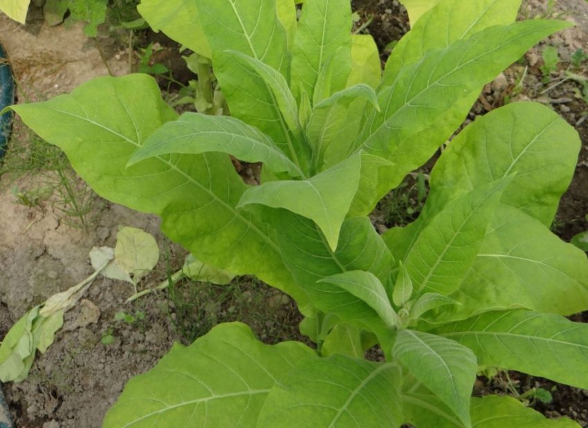 Дукат Кримський Дукат Кримський