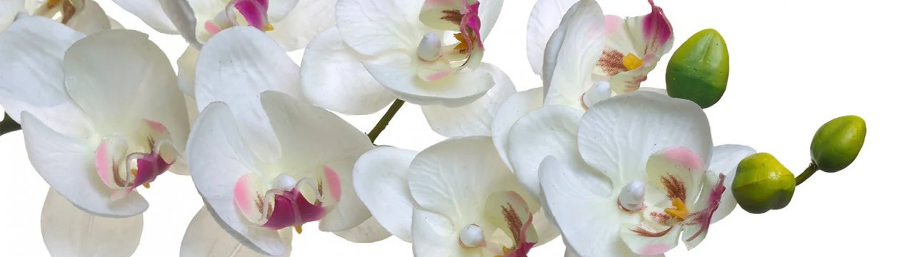  Особливості підживлення орхідеї фаленопсис