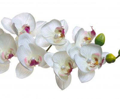 Особливості підживлення орхідеї фаленопсис