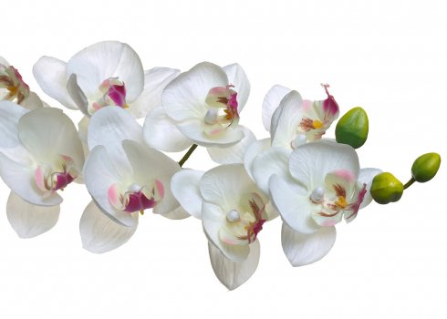 Особливості підживлення орхідеї фаленопсис