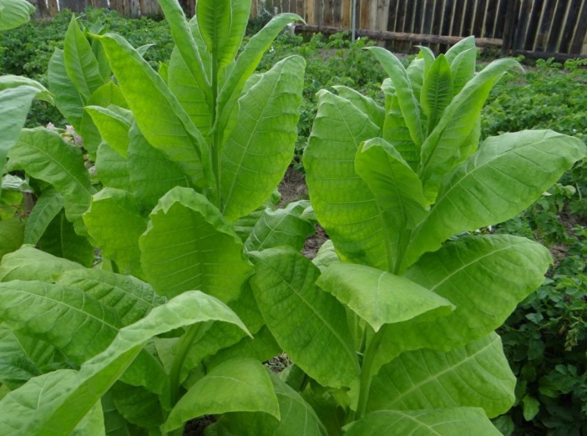 «Гостролист 316» «Гостролист 316»