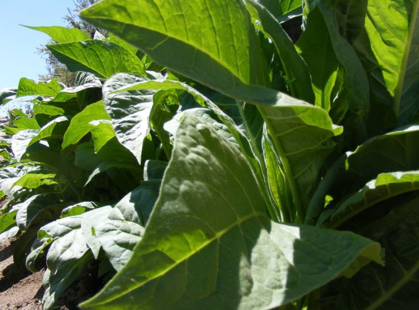 «Вірджинія Голд» «Вірджинія Голд»