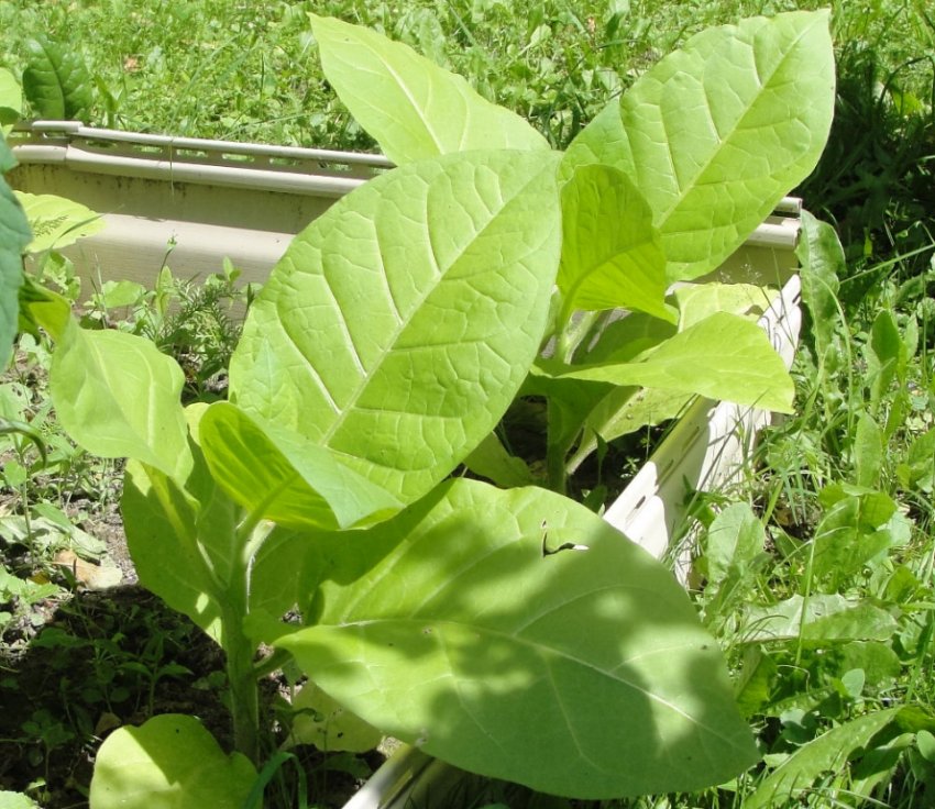 «Трапезонд Кубанець» «Трапезонд Кубанець»