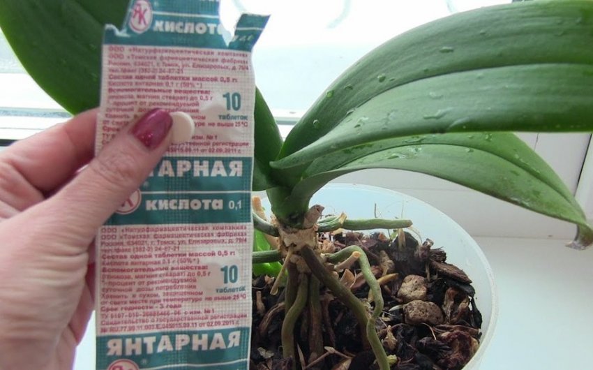 Бурштинова кислота