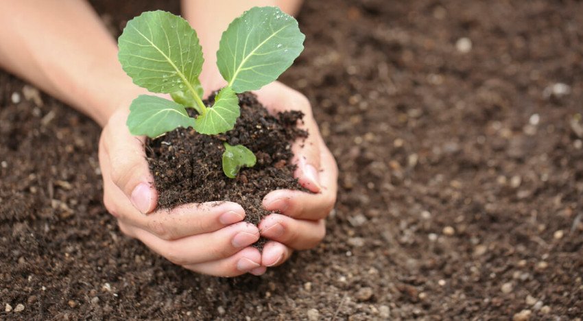 Капуста Капуста