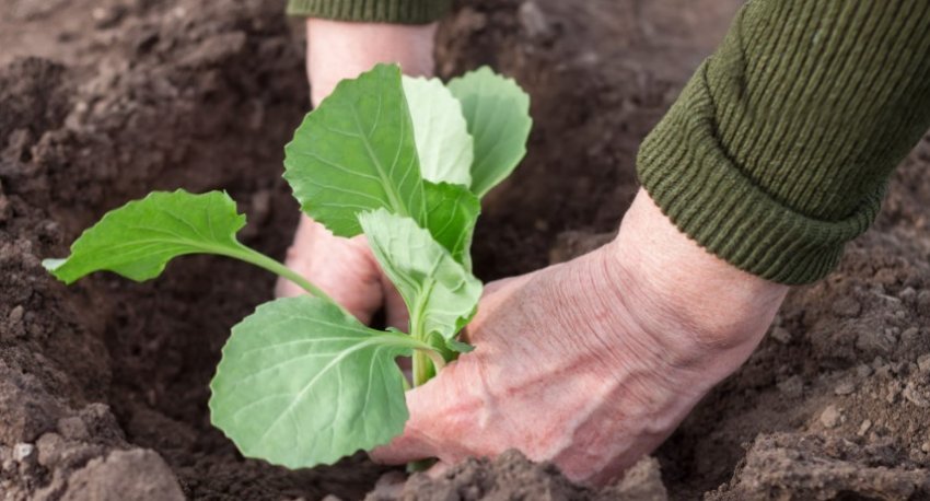 Садіння капусти Садіння капусти