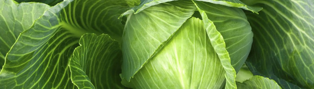 Як і коли обривати листя капусти?