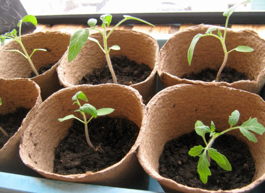 Торф'яні стаканчики і горщики