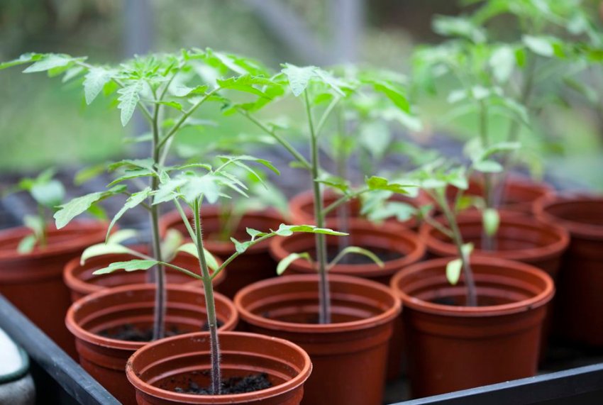 Пластикові горщики