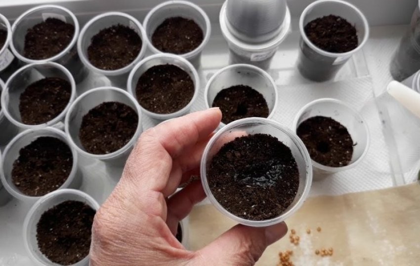 Посів насіння