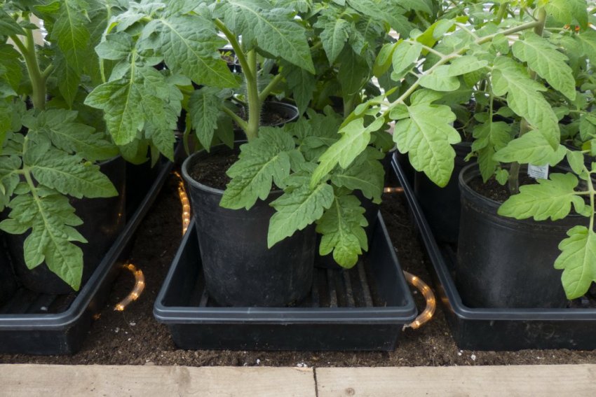 Загартовування розсади