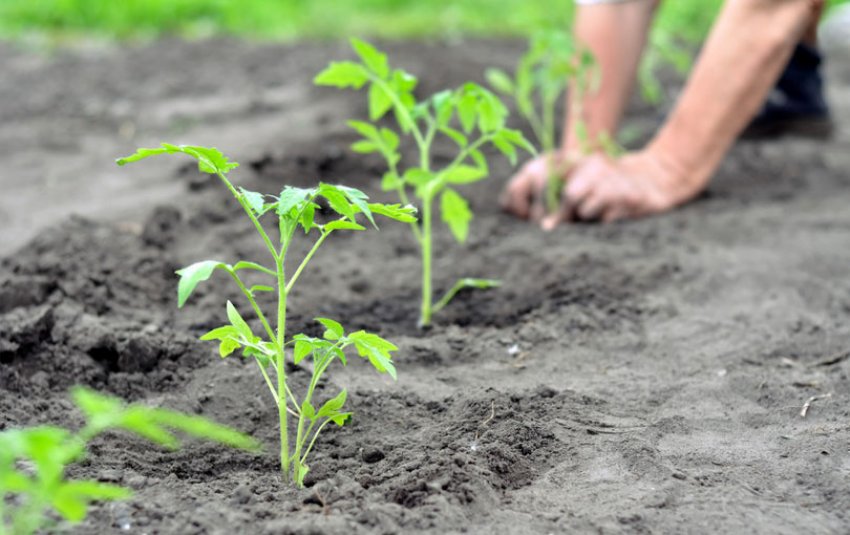 Висадка розсади на постійне місце