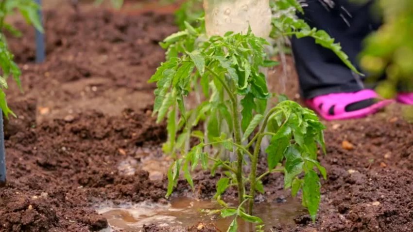 Підживлення