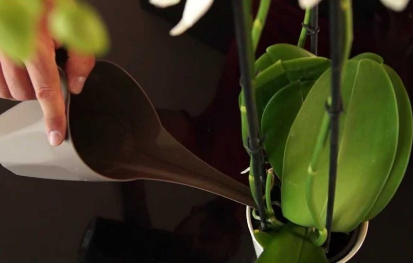 Види підгодівлі