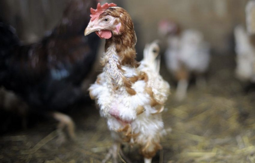 Линяння курей Линяння курей