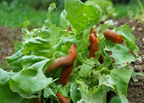 Як позбутися від слимаків на капусті?