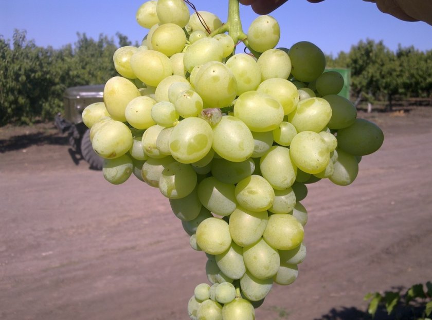 Десятка лучших сортов винограда: посадка и уход