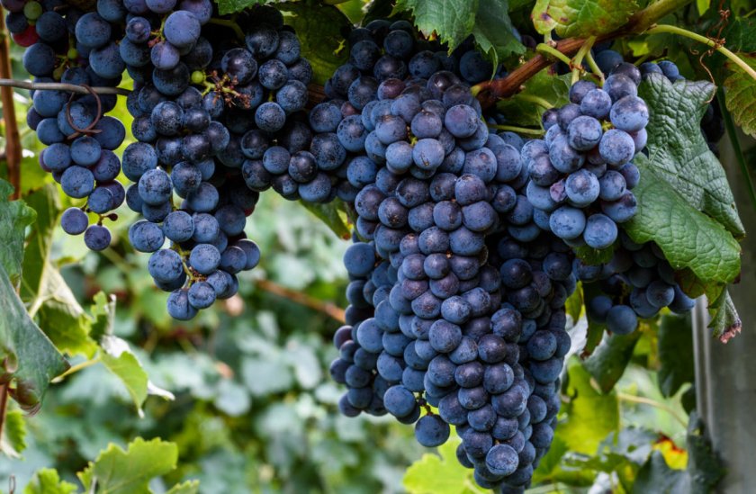 Топ лучших сортов винограда: посадка и уход