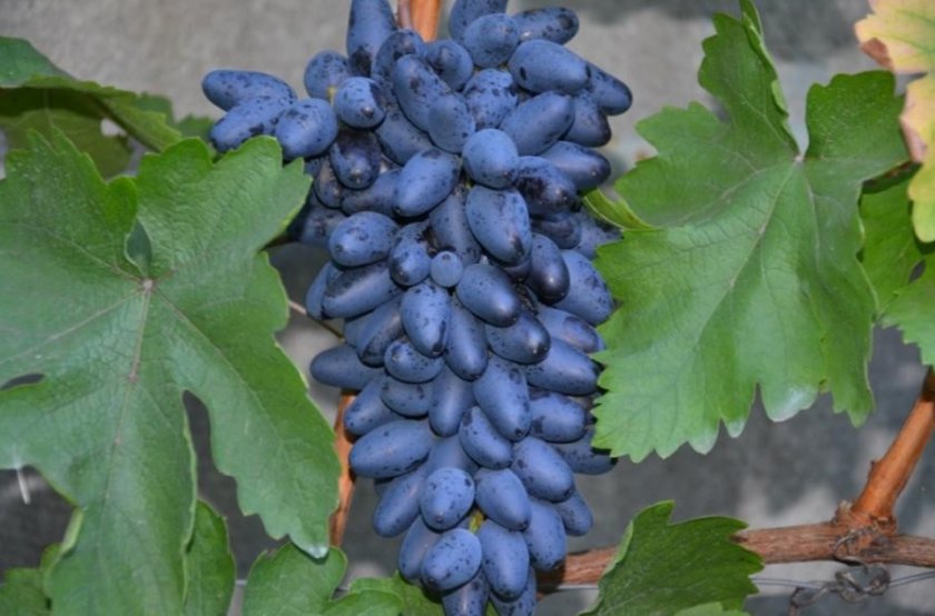 Лучшие сорта красного винограда: посадка и уход