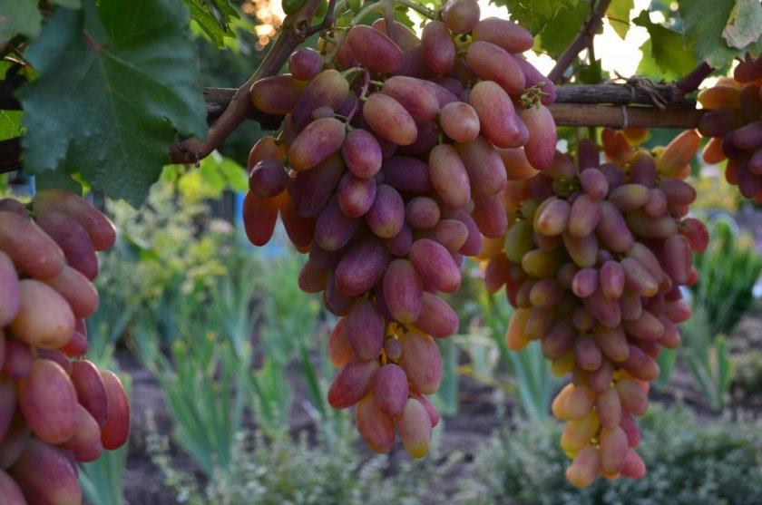 Лучшие сорта розового винограда: посадка и уход