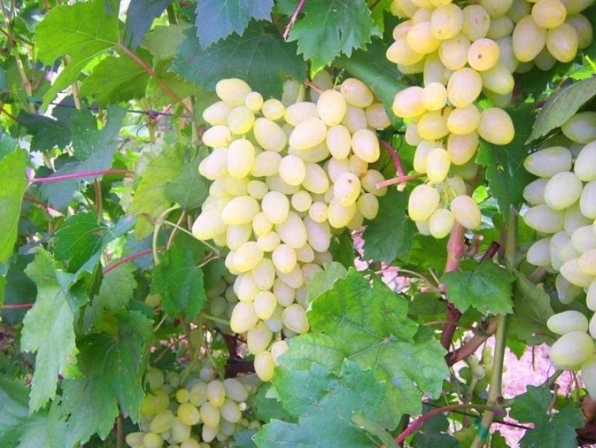 Обзор лучших сортов винограда: посадка и уход