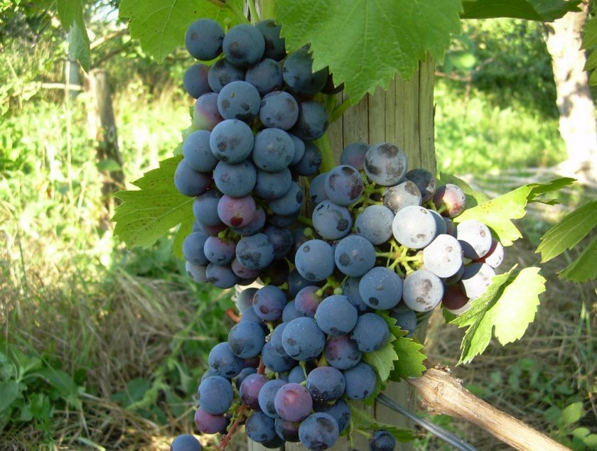 Какие самые лучшие сорта винограда?