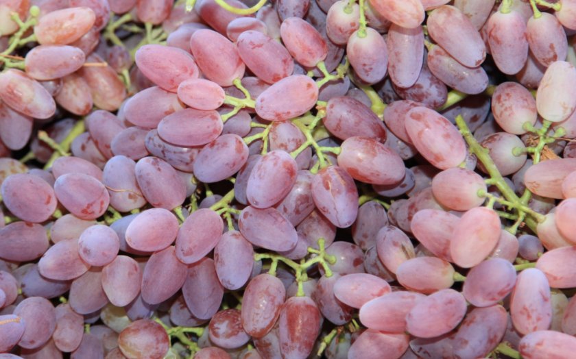 Лучшие сорта бессемянного винограда: посадка и уход