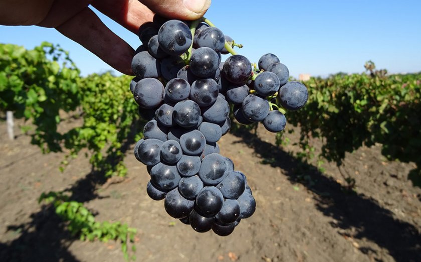 Лучшие темноокрашенные сорта винограда Посадка и уход