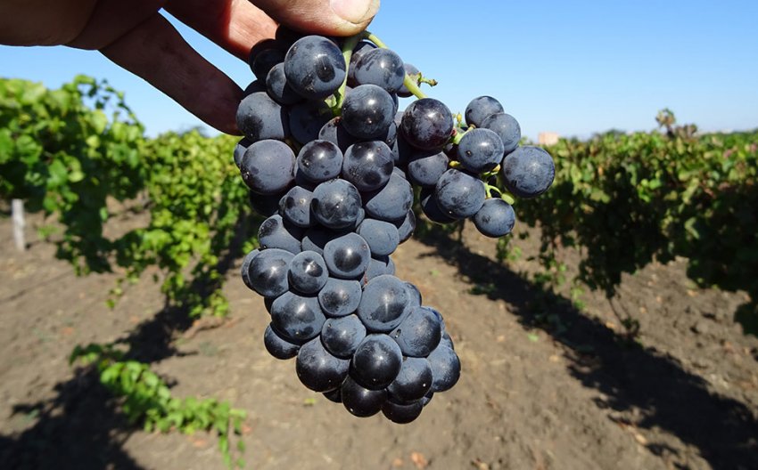 Левокумский Левокумский