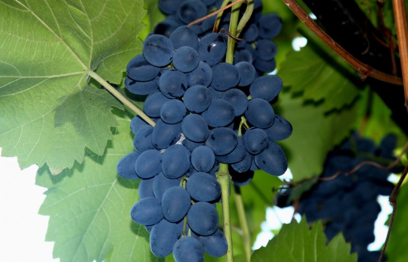 Какие хорошие сорта винограда?